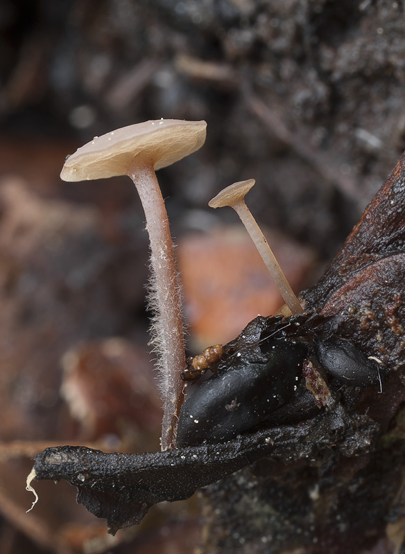 Sclerotinia capillipes